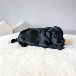 Bacon - Black and white male Aussiedoodle puppy in Sparta, Missouri from Sis' Doodles & Poodles