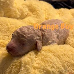 Archer - Orange collar - Apricot male Poodle puppy in Lebanon, Ohio from Lucky's Legacy