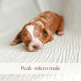 Peak - Red  male Goldendoodle puppy in Punta Gorda, Florida from Transformation Acres Goldendoodle