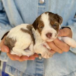 Boy 1 - male Bernedoodle puppy in Mapleton, Utah from Natural Doodle Life