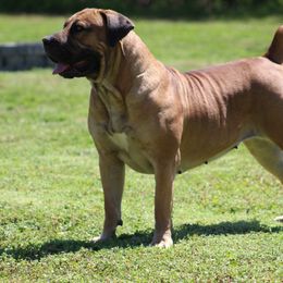 Boerboel All Grown Up from TXT Boerboels