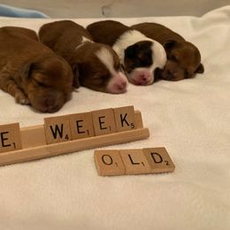 Aussiedoodle and Goldendoodle Puppies from Delaryedoodles