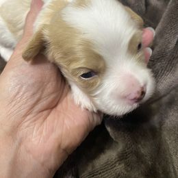 Boy 1 - Blenheim male Cavachon puppy in Pocatello, Idaho from Sarah's Cavachons & Cavalier King Charles Spaniels