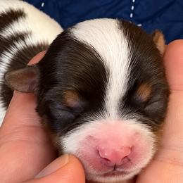 Moses - Our Little Leader - Chocolate tan and white male Biewer Terrier puppy in Sanford, Florida from Biewer Terriers of Florida Dawn