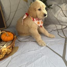 Goldendoodle Puppies from Unike Puppies