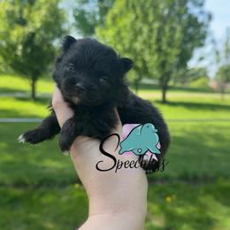 Rita - Black female Pomeranian puppy in Perry County, Ohio from Speechless Pom’s