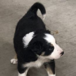 Border Collie Puppies from Burke BC’s