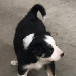 Border Collie Puppies from Burke BC’s
