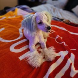 Maltese Puppies from Silver & Sapphire's Designer Puppies