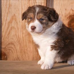 Quinton - White and red male Border Collie puppy in Fresno, California from Alpine Tails