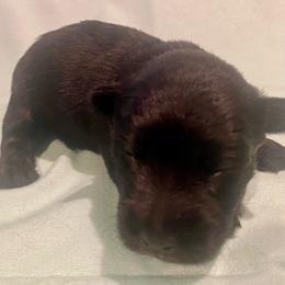 Aspen (Yellow) - Black male Scottish Terrier puppy in Jefferson, North Carolina from McGuire’s High Country Terriers