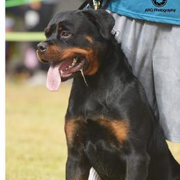 Ozzy - Rottweiler