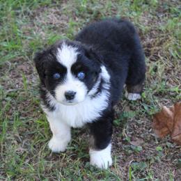 Glendale - Black tri-color male Australian Shepherd puppy in Kansas, Oklahoma from Windy G Farm