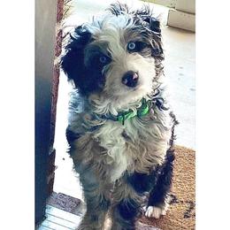 Pearl - Blue merle female Aussiedoodle puppy in Lincoln, Nebraska from GRand Doodles