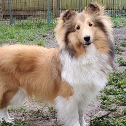 Keke - Shetland Sheepdog