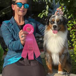 Heineken - Miniature American Shepherd