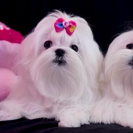 Barbie Tiny Girl 1 - White female Maltese puppy in Arab, Alabama from Always Maltese