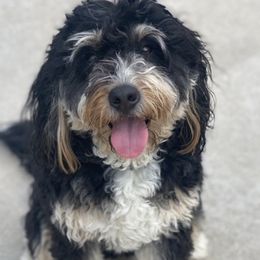 Lulu - Bernedoodle