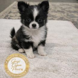 Raven - Black and white female Chihuahua puppy in De Quincy, Louisiana from Guys Cajun Paws