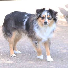 Brandy - Toy Australian Shepherd