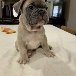 French Bulldog Puppies from Fabi's French Bulldogs