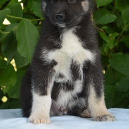 Siberian Husky Puppies from Shawna Wells