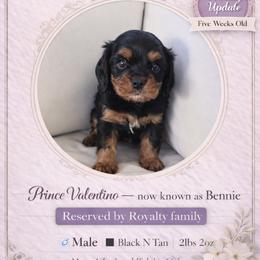 Prince Valentino - Black and tan male Cavalier King Charles Spaniel puppy in Mesa, Arizona from Comfort Royalty Cavaliers
