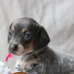 Cindy Lou - Blue and tan female Dachshund puppy in Chillicothe, Ohio from Brittney's Dachshunds