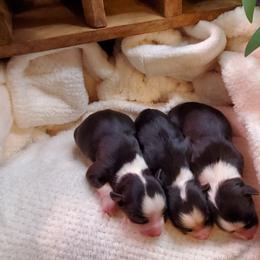 Miniature Australian Shepherd Puppies from Barnyard Mini Aussies