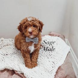 Sage - Red  male Poodle puppy in Portage, Utah from Pugsley Poodles