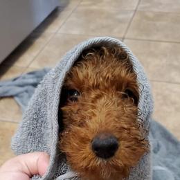 Poodle Puppies from Southern Sunshine Standards