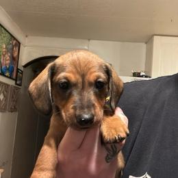 Yellow Collar - Red male Dachshund puppy in La Pine, Oregon from RoseDox Dachshunds