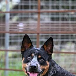 Dutton - Australian Cattle Dog