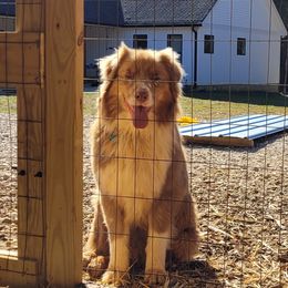 Jasper - Australian Shepherd