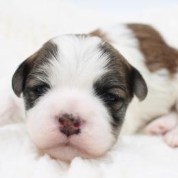 Frank Churchill - Gold sable male Havanese puppy in Hendersonville, North Carolina from Grayfinn House