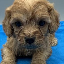 Sterling - Red male Cavapoo puppy in Burke, New York from Patti’s Puppies