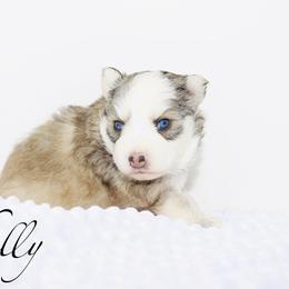 Chilly - Red and white female Pomsky puppy in Murfreesboro, Tennessee from Middle Tennessee Pomskies