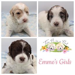Goldendoodle Puppies from Two Ps in a Pod