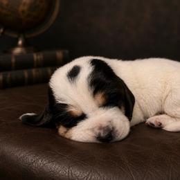 Black collar - Black white and brown male Basset Hound puppy in Edmonton, Kentucky from RiverBottom Bassets