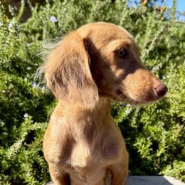 Luna - Dachshund