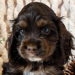 Cockapoos and Cocker Spaniels from Red Stick Kennels, LLC