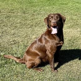 Ricki - Labrador Retriever