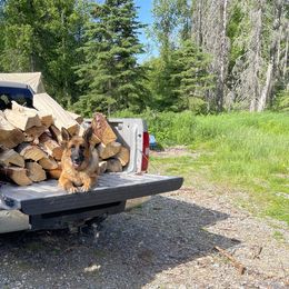 Katchina - German Shepherd