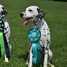 Dalmatians from Chalet Dalmatians