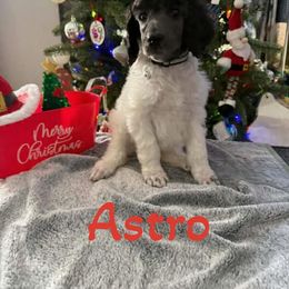 Dex - Parti male Poodle puppy in Iva, South Carolina from Canoe Creek Spoos