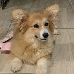 Gina - Pembroke Welsh Corgi
