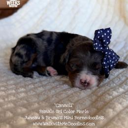 Cannoli - Blue merle female Bernedoodle puppy in Orange, Texas from Walk with Me Doodles