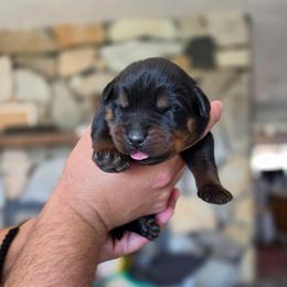 Rip - Black and mahogany male Rottweiler puppy in Salt Lake City, Utah from Snubnose Rottweilers LLC