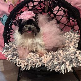 Penny - Yorkshire Terrier