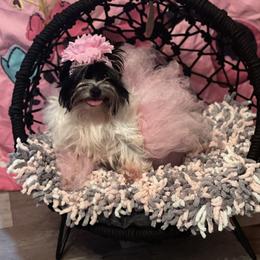 Penny - Yorkshire Terrier